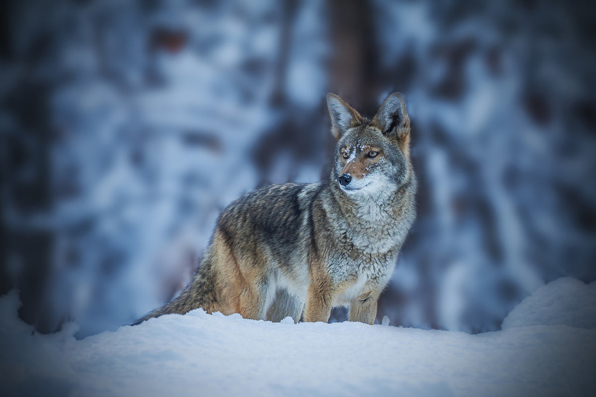 poster-print-coyote-in-winter-x