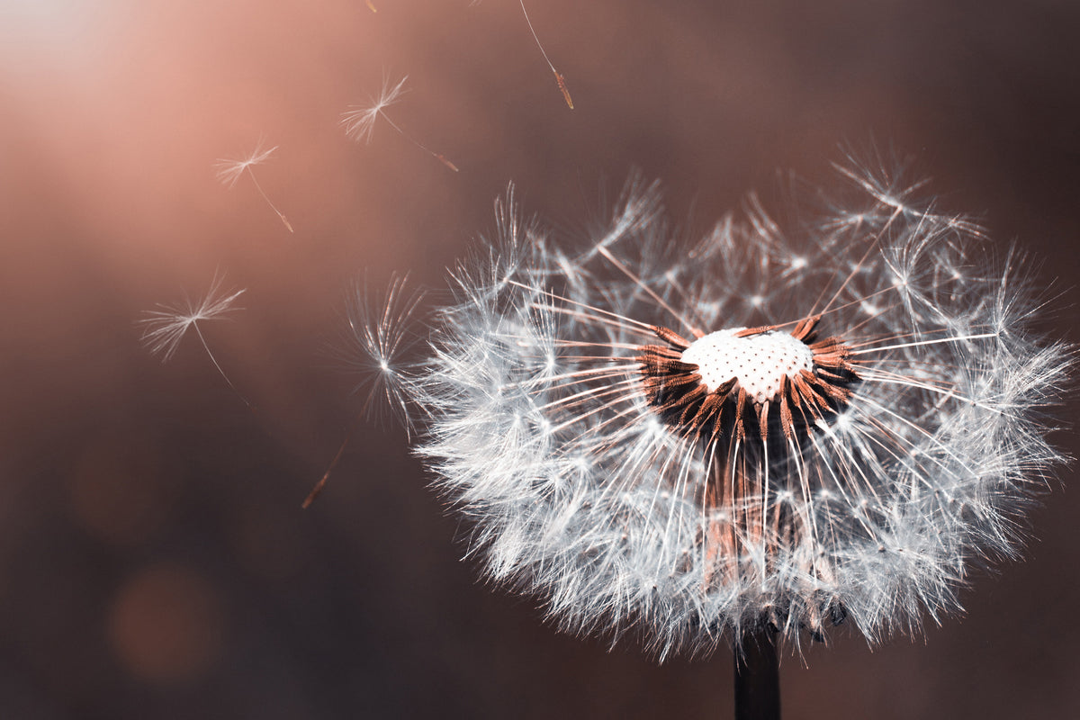 3-piece-canvas-print-dandelion-in-the-evening-light