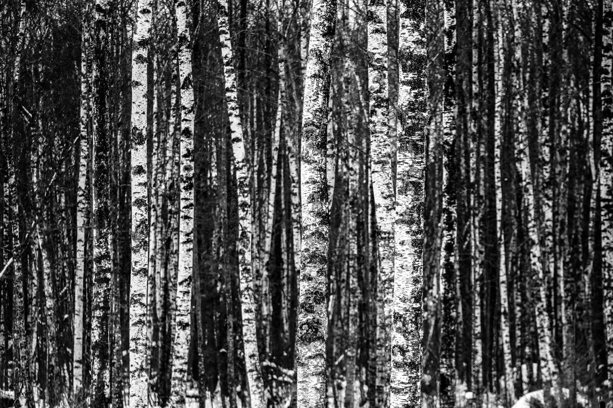 framedcanvas-print-many-birches-xl