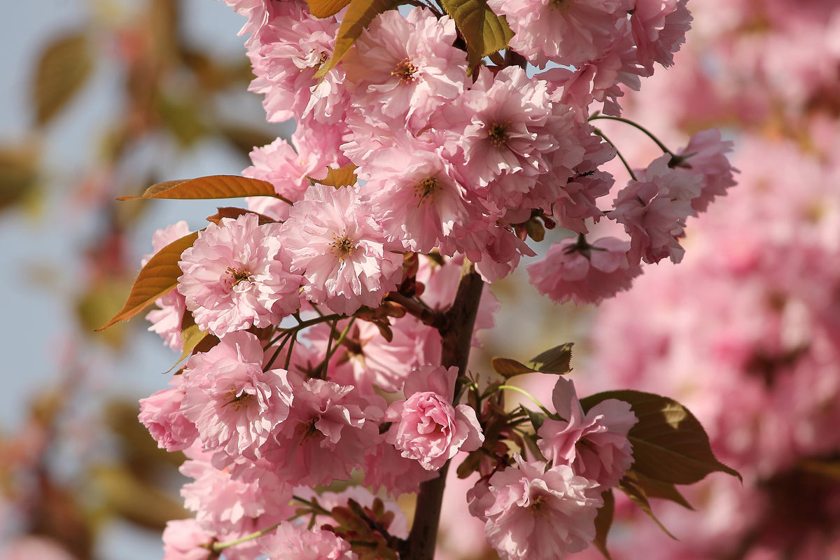 canvas-print-the-ornamental-cherry