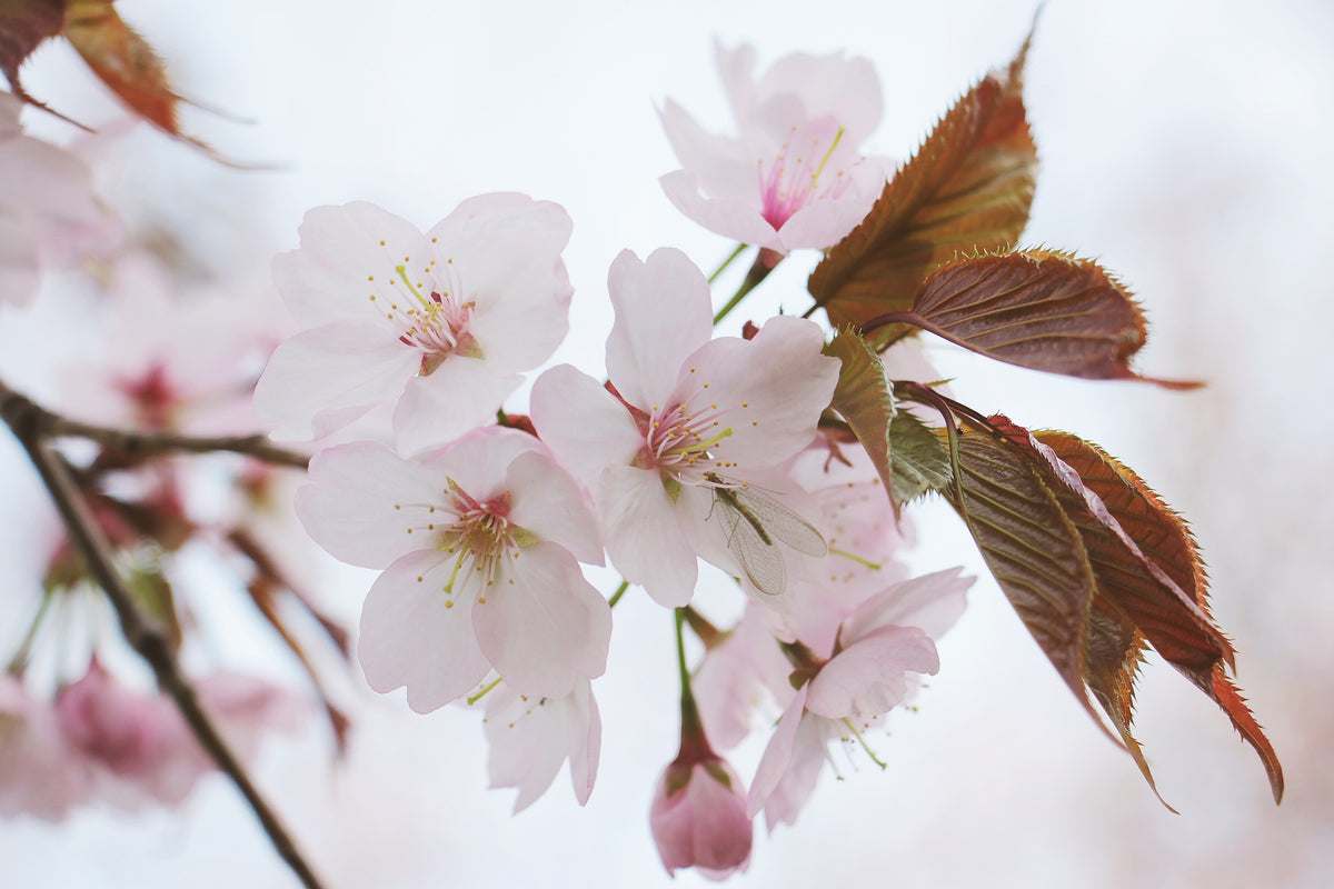poster-print-lovely-japanese-cherry