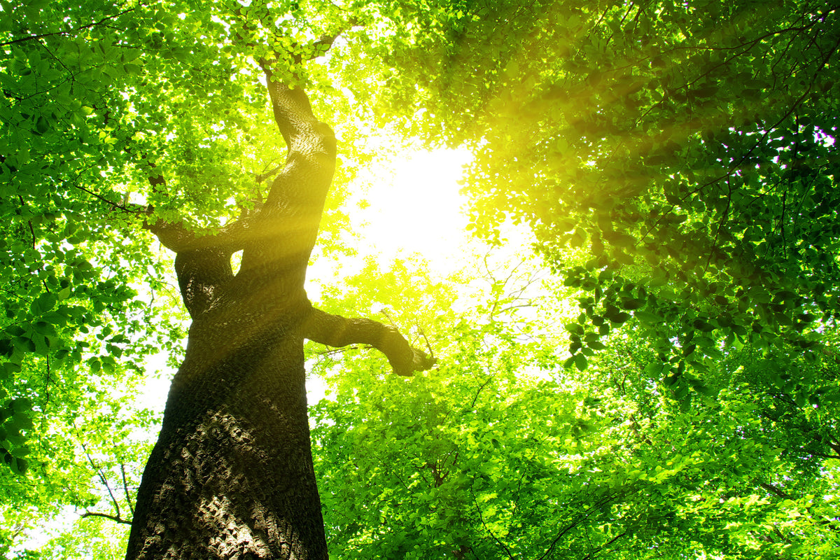 framedposter-print-tree