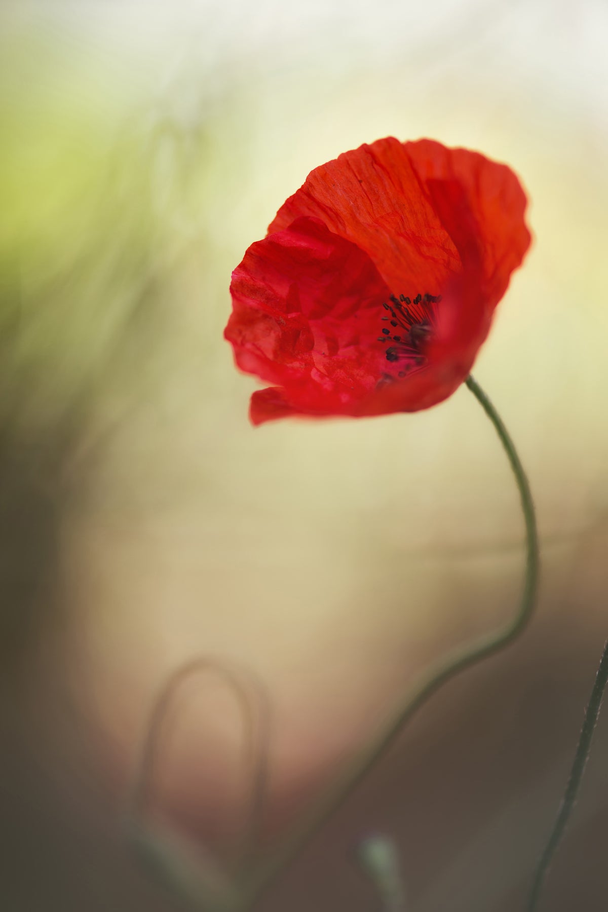 canvas-print-untitled-xx