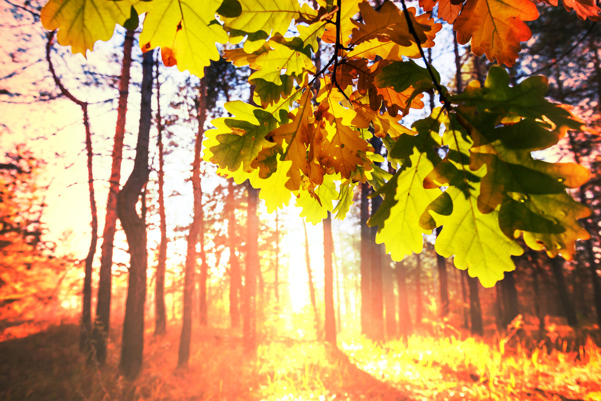modern-3-piece-aluminium-print-autumn