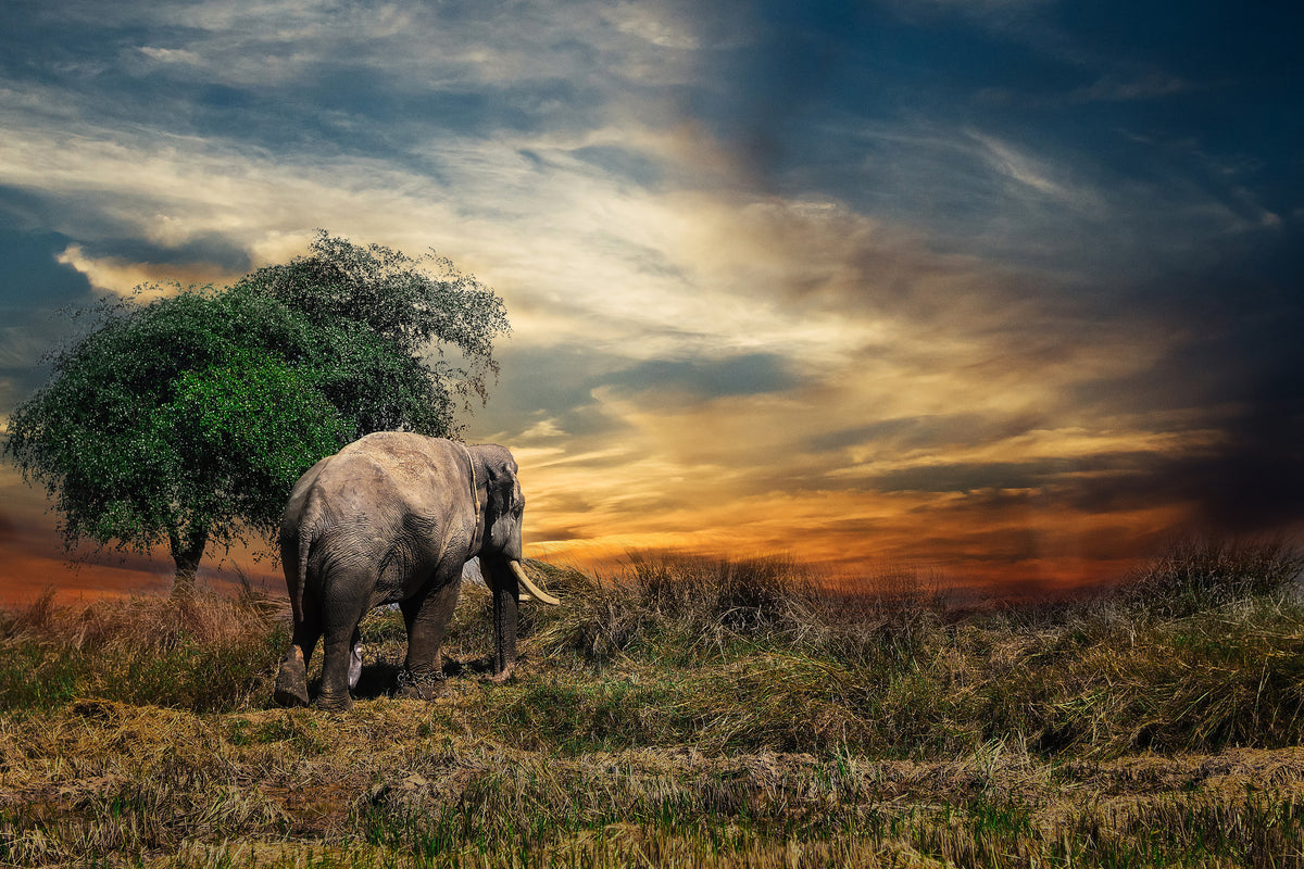 3-piece-acrylic-print-the-elephant-in-the-sunset