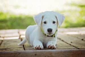 framedposter-print-cute-dog-baby