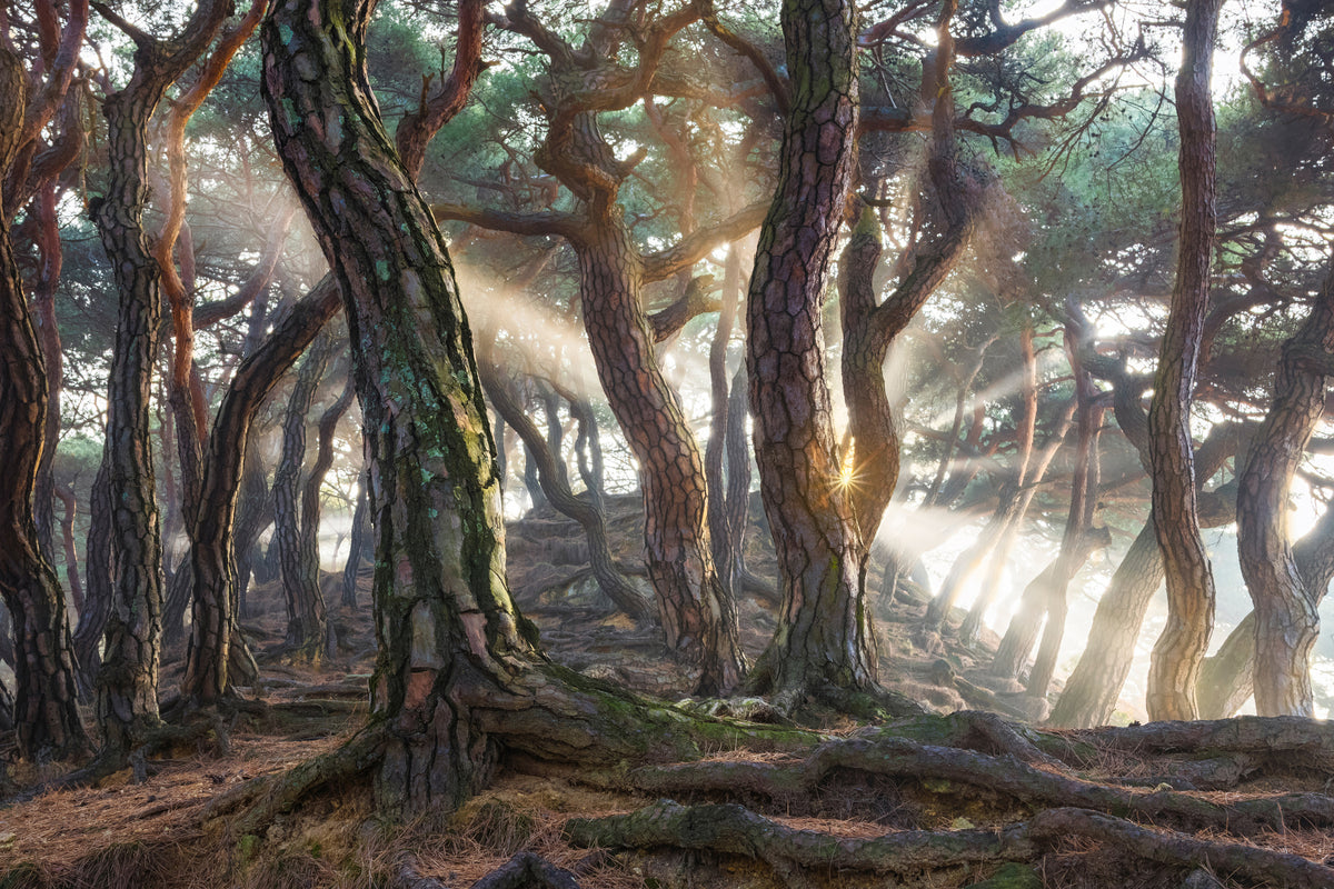 acrylic-print-sacred-pine-trees-x