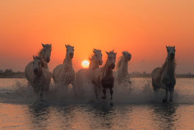 poster-print-sunset-in-camargue-x