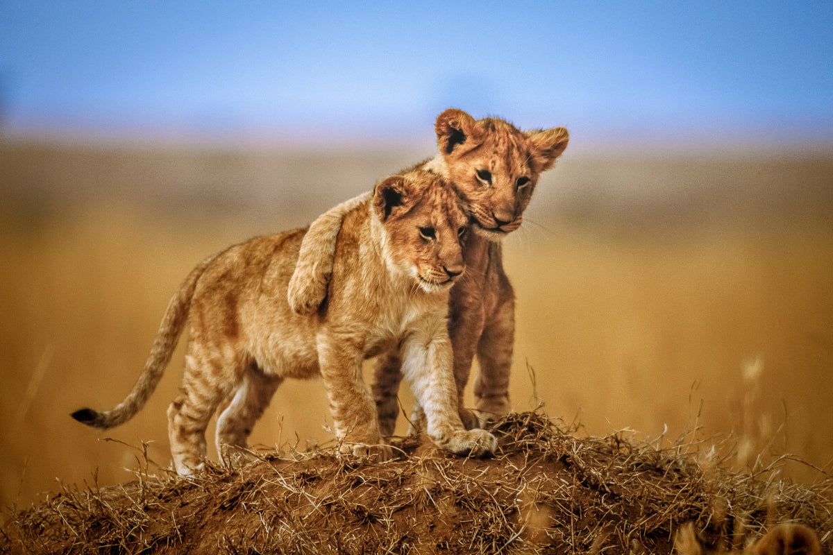 framedcanvas-print-brothers-for-life