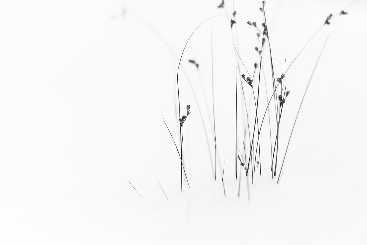 3-piece-canvas-print-black-on-white