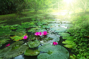framedposter-print-garden-pond