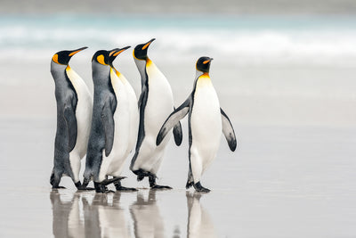 poster-print-parade-x