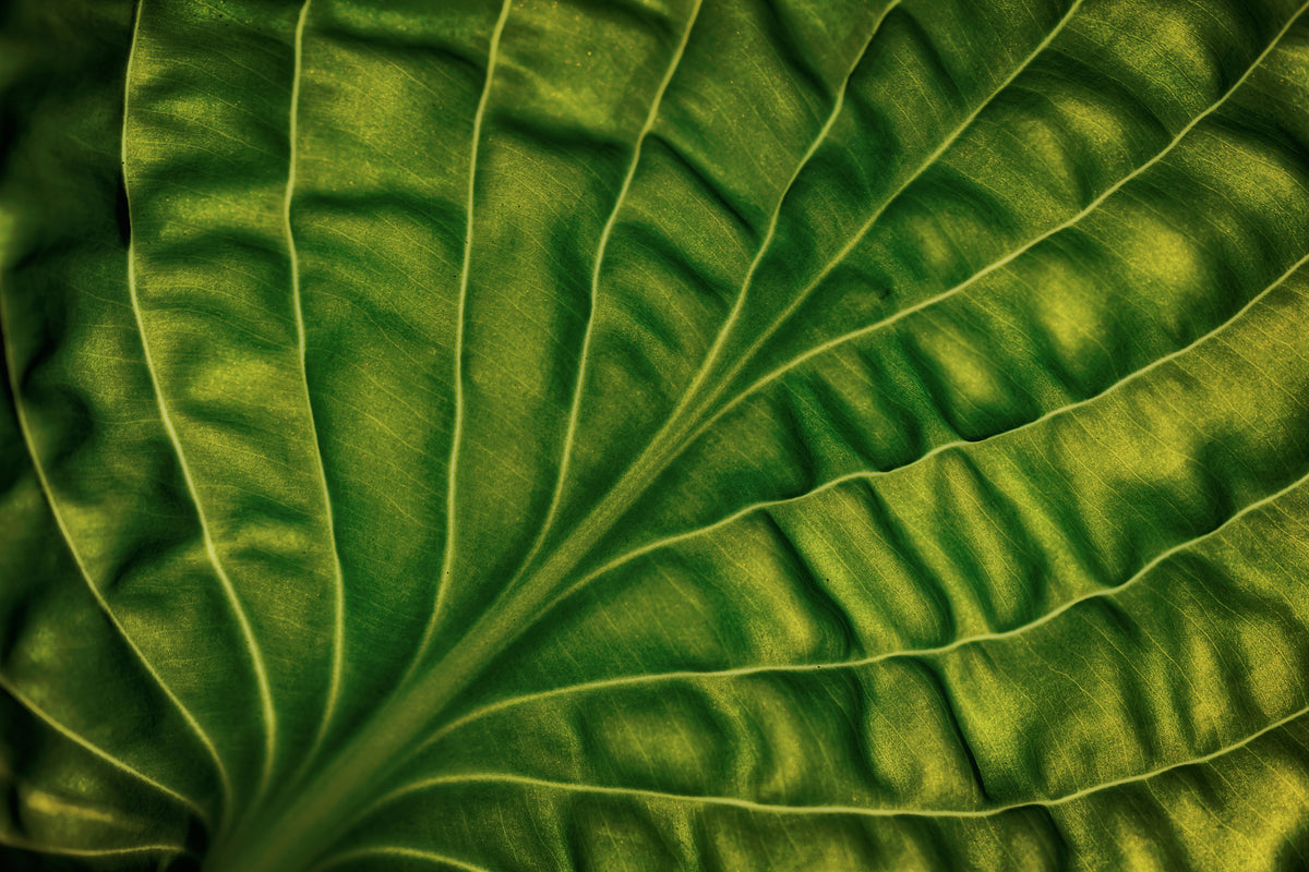 modern-3-piece-canvas-print-leaf-of-a-hosta