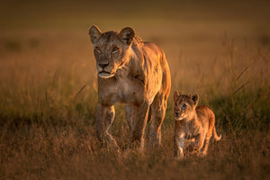 framedcanvas-print-mom-lioness-with-cub-x