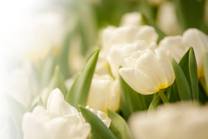 framedcanvas-print-tulips-perspective