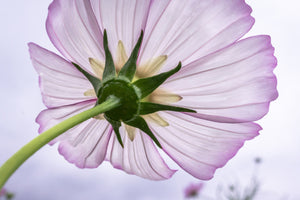 framedcanvas-print-the-cosmos-flower