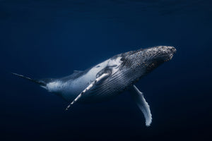 framedcanvas-print-humpback-whale-in-blue-x
