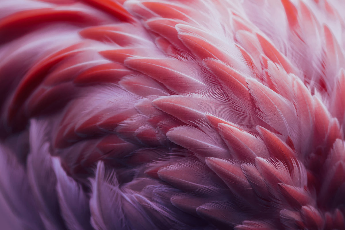 canvas-print-flamingo-xqw