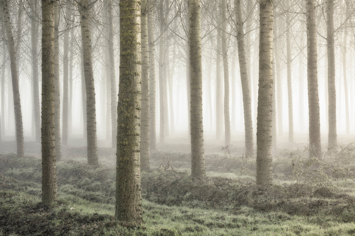 framedposter-print-small-woodland
