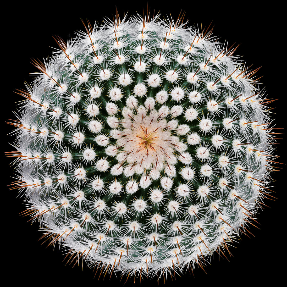 9-piece-aluminium-print-notocactus-scopa