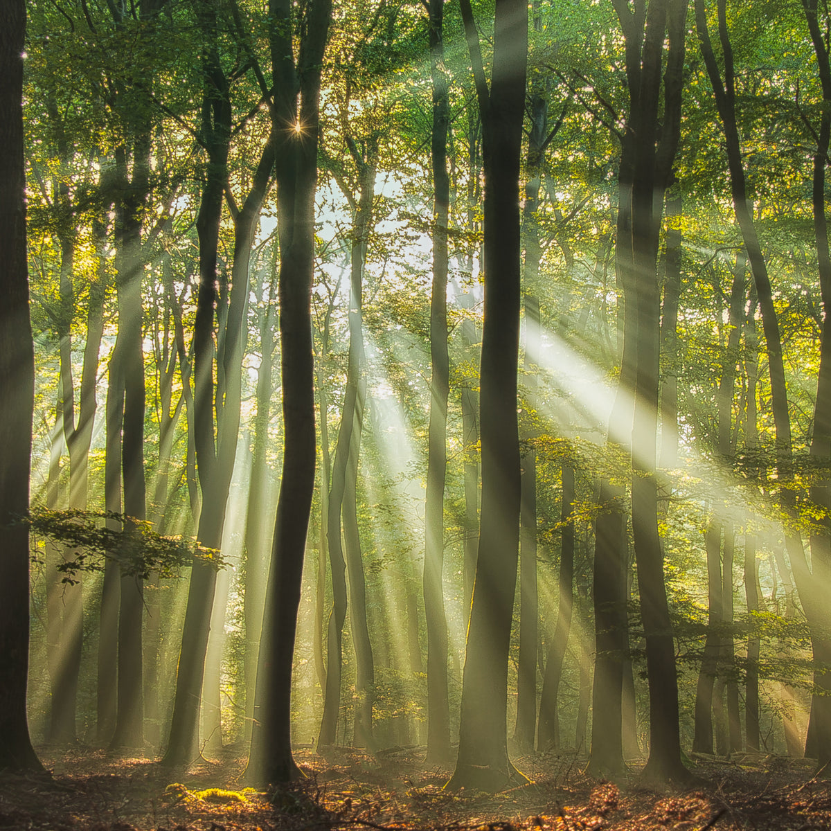 acrylic-print-sunny-start-to-the-day