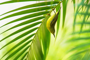 canvas-print-50-shades-of-green-x