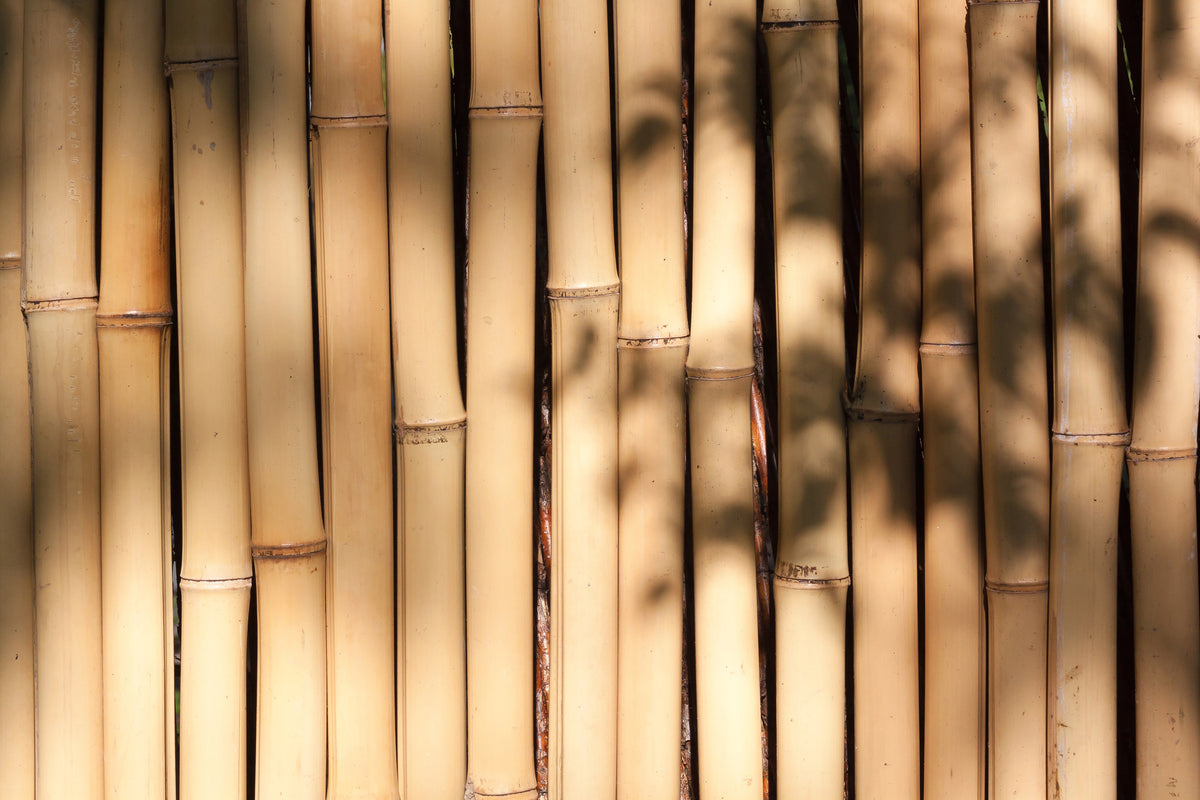acrylic-print-natural-bamboo
