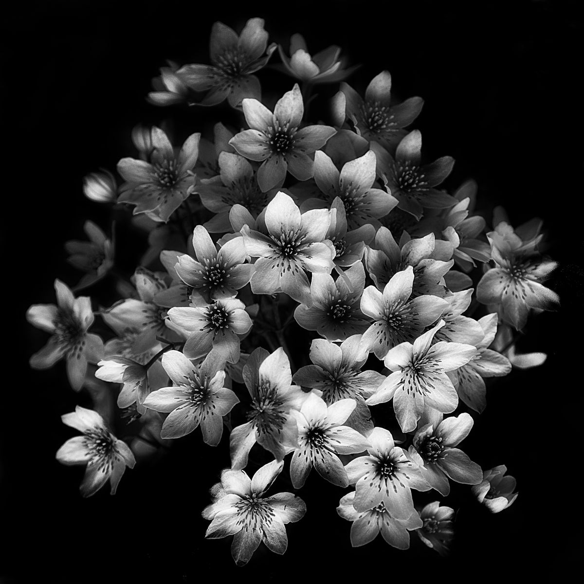 acrylic-print-early-sensation