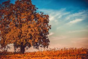 acrylic-print-the-nut-tree