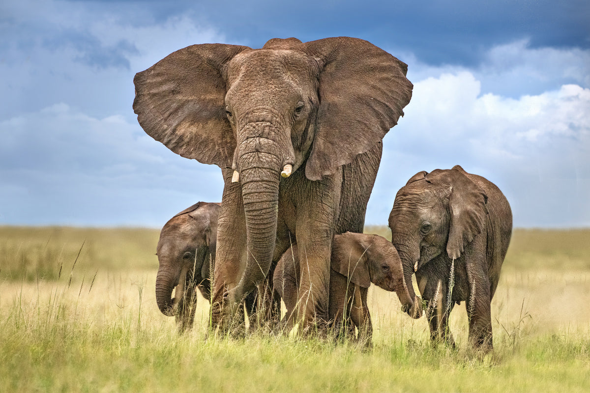 acrylic-print-elephant-mom-protecting-her-calves-x