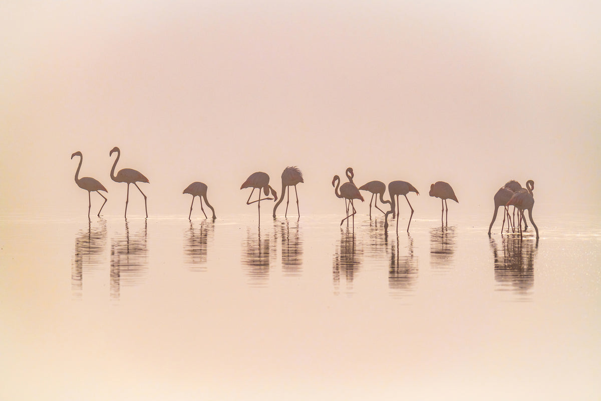 framedposter-print-flamingos-in-the-mist-x