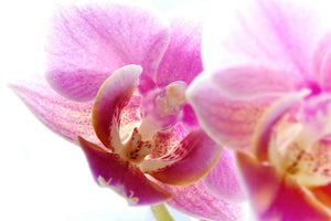 3-piece-canvas-print-magnificent-phalaenopsis