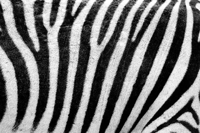 poster-print-strip-of-the-zebra