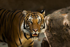 aluminium-print-sibirian-tiger