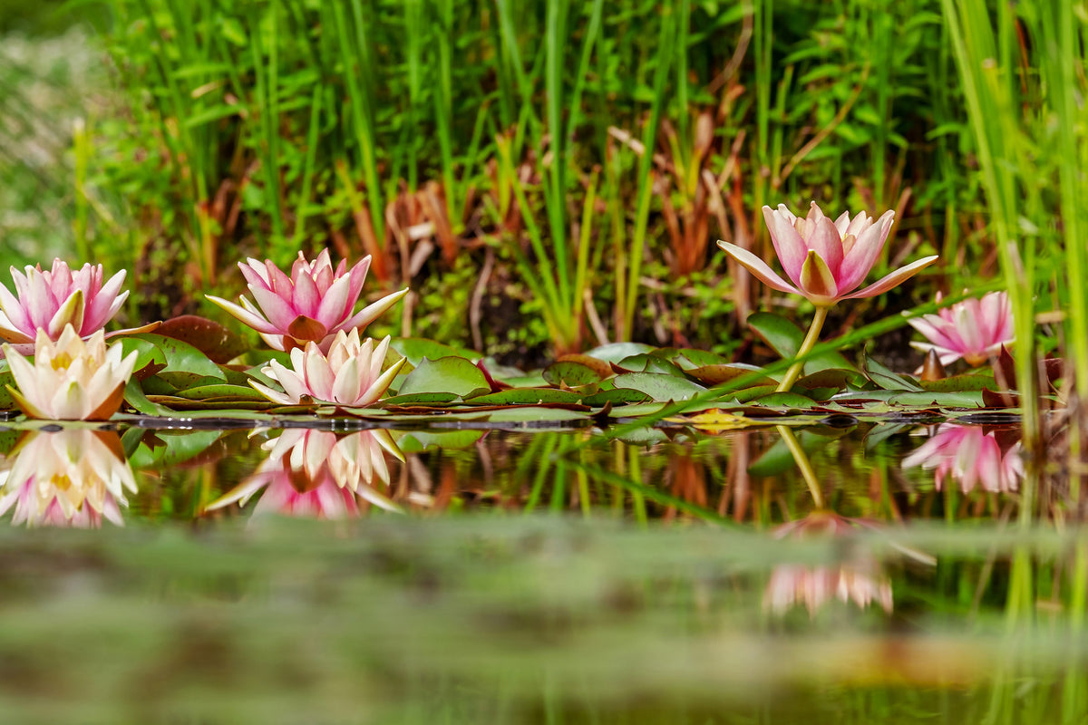 3-piece-canvas-print-wild-water-lilies