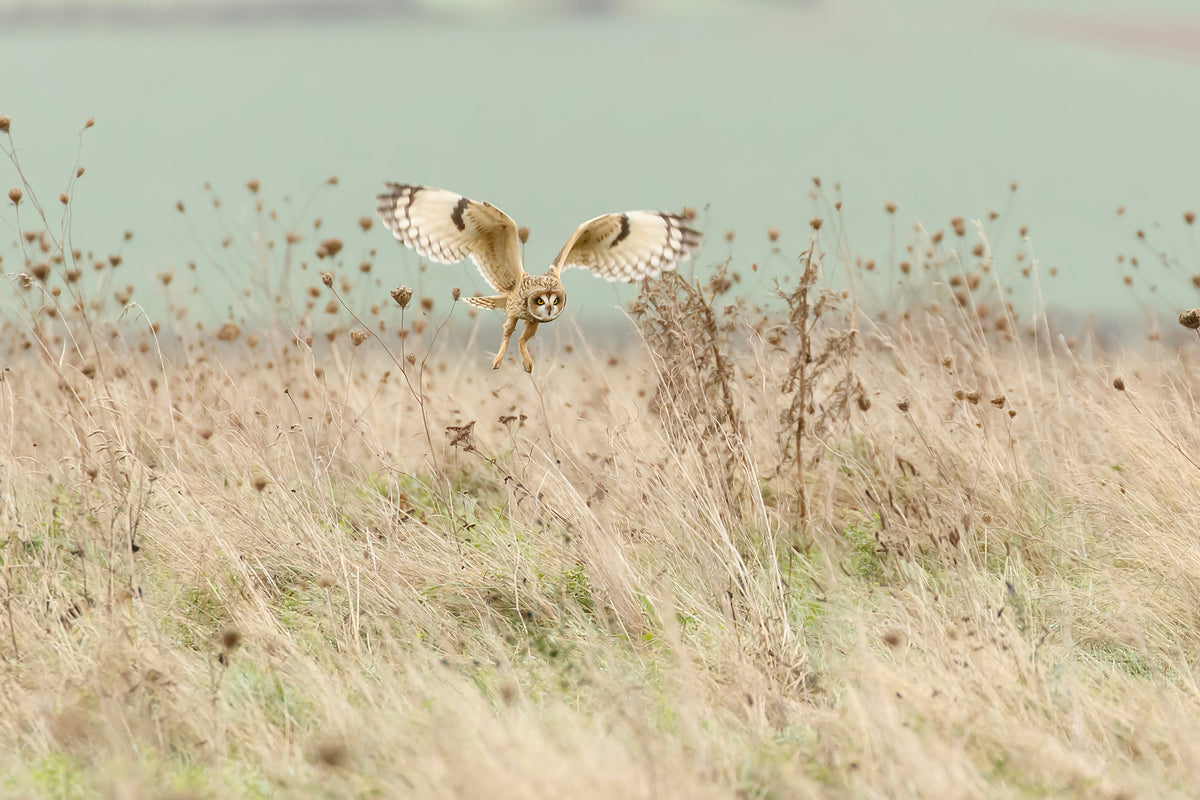framedposter-print-hunting-short-eared-owl-x
