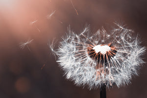 framedcanvas-print-dandelion-in-the-evening-light