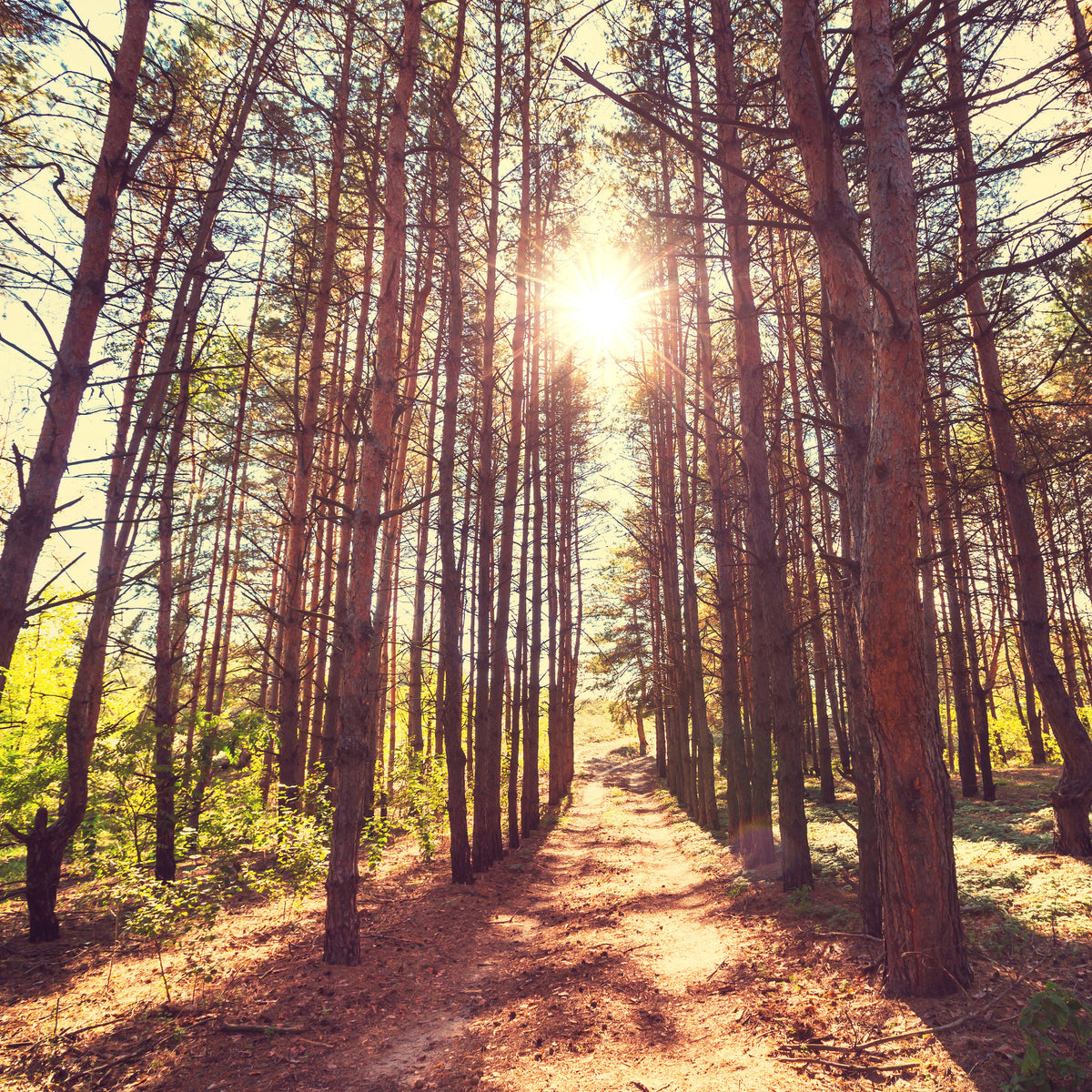 4-piece-acrylic-print-light-at-the-end-of-the-forest-path