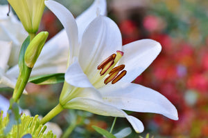 acrylic-print-magnificent-lily-in-white