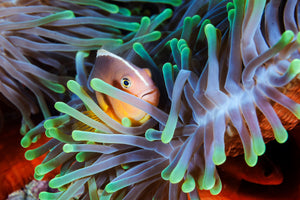 framedcanvas-print-clownfish