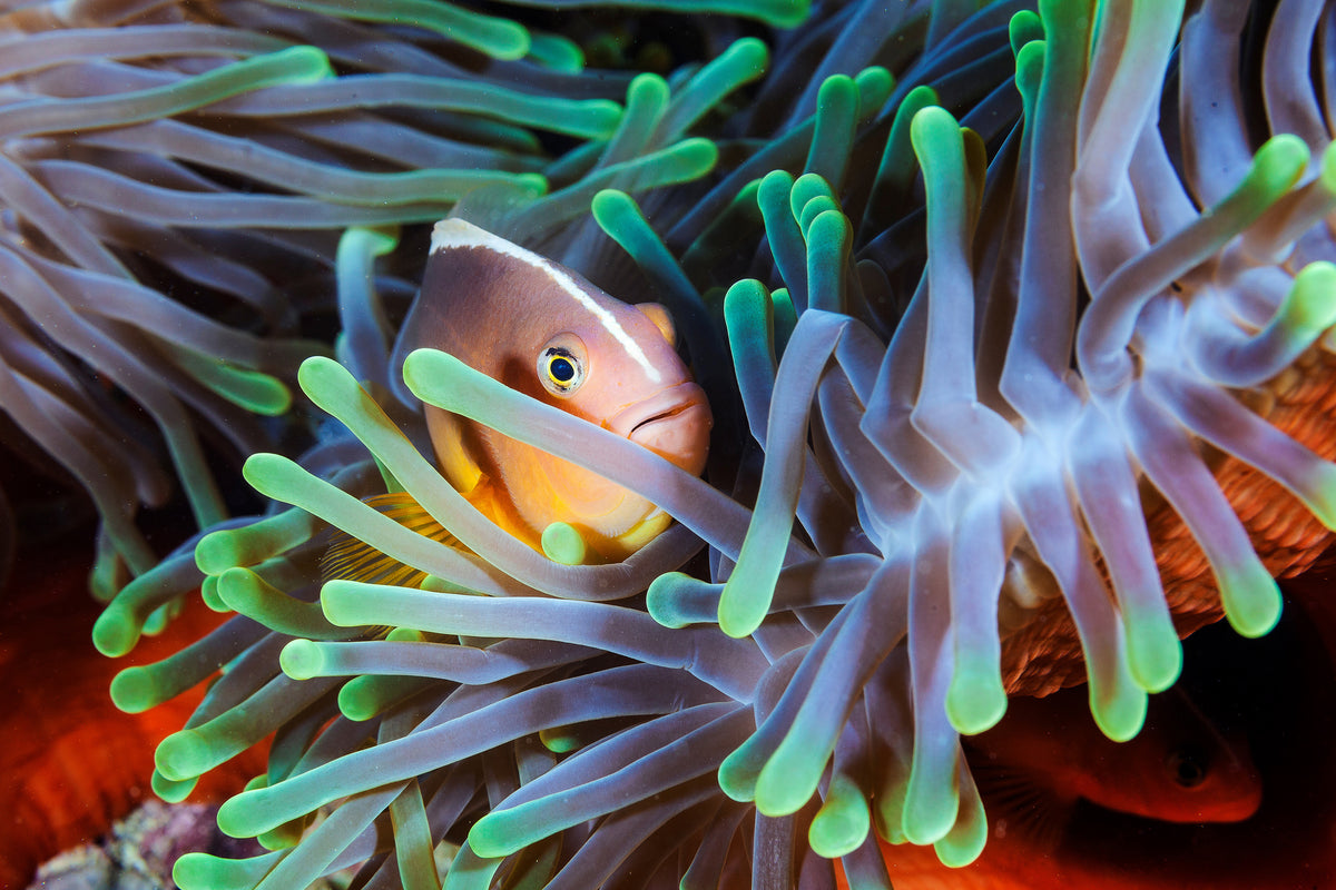 framedcanvas-print-clownfish