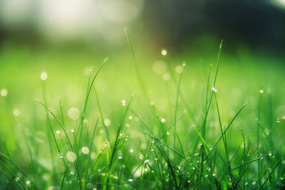 poster-print-meadow-with-morning-dew