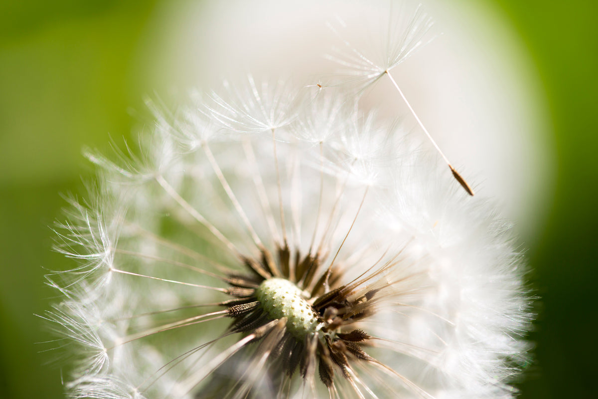 3-piece-aluminium-print-blowball-dandelion