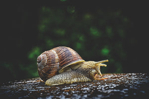 framedcanvas-print-snail-xxl
