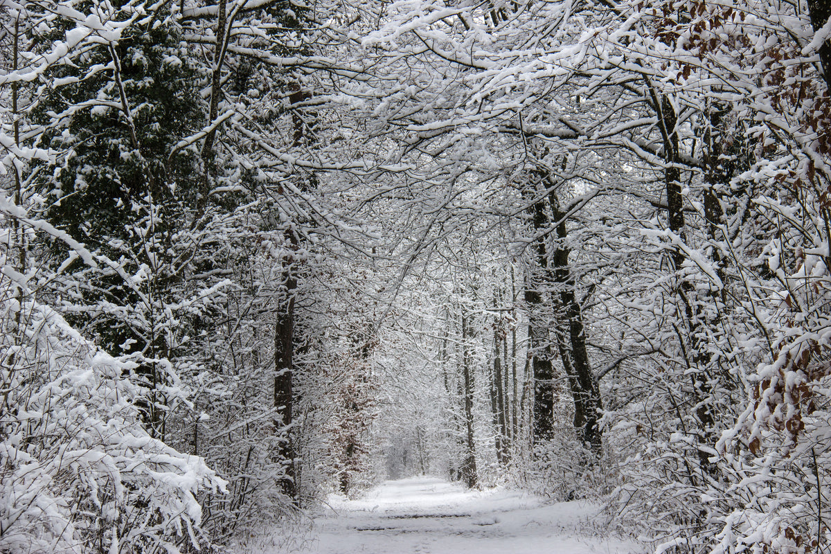 3-piece-aluminium-print-enchanted-winter-forest