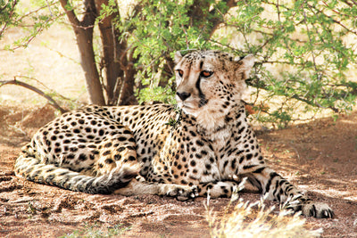 poster-print-sun-cheetah