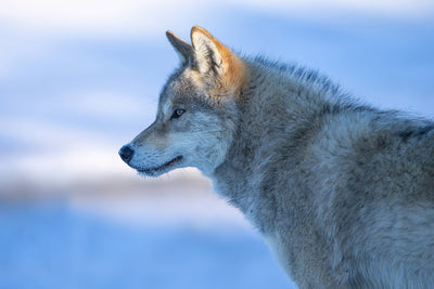 poster-print-a-vigilant-wolf-x