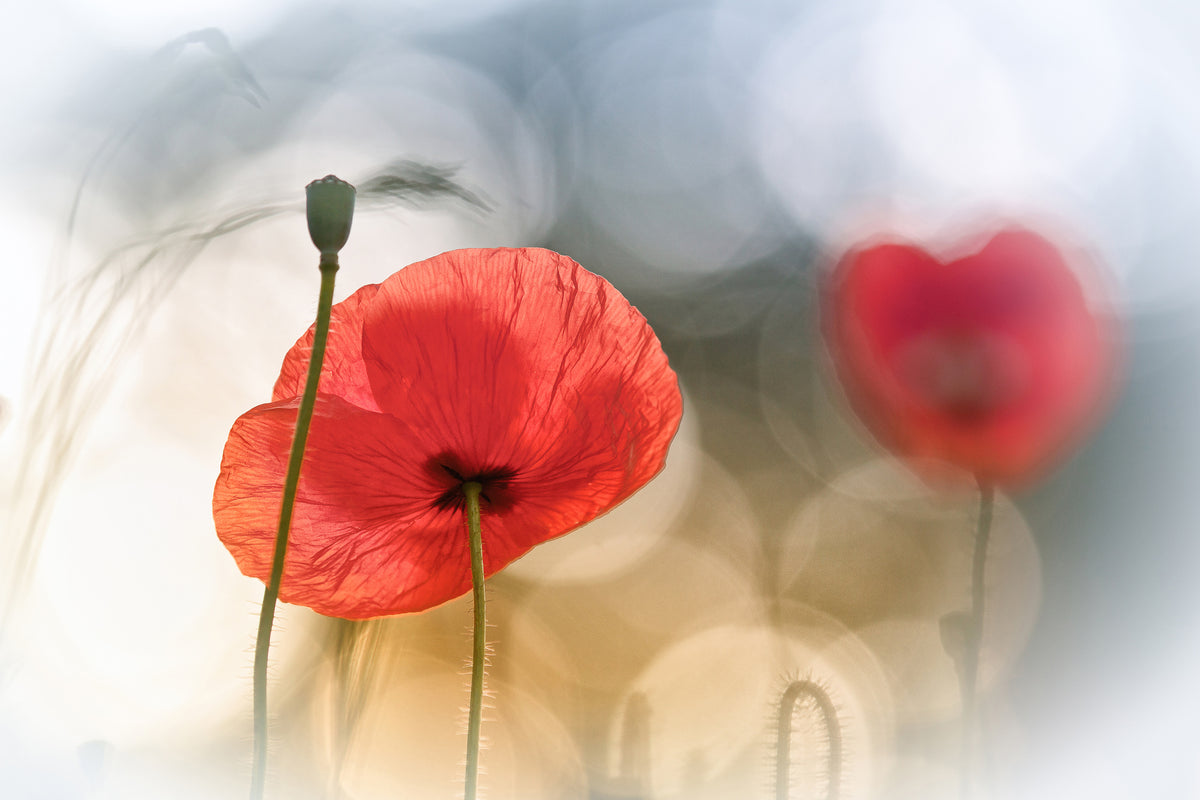 acrylic-print-morning-poppies-x