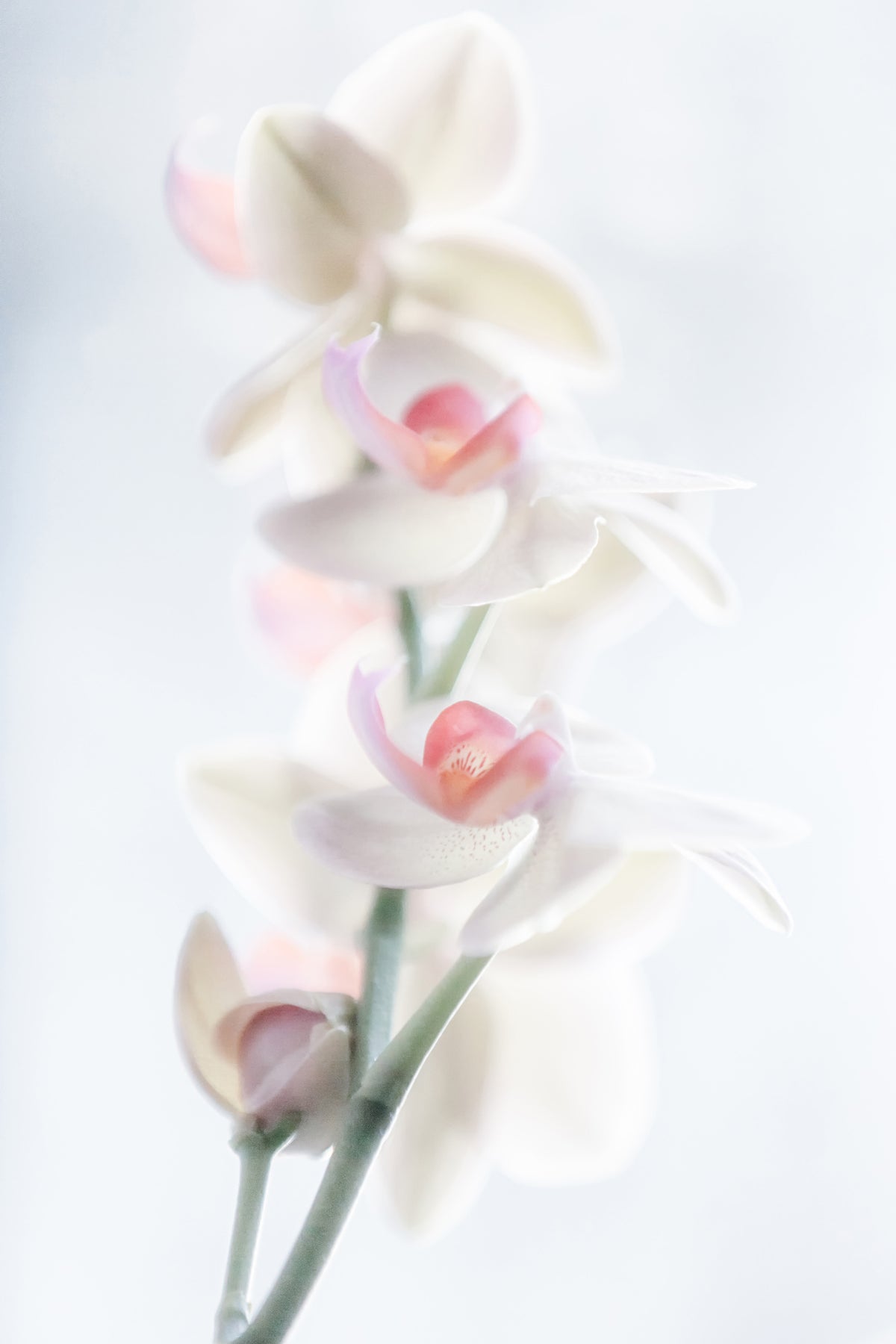 canvas-print-pale-beauty