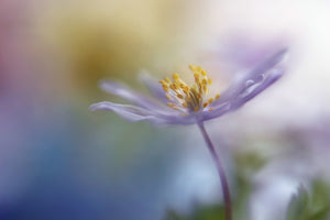 framedposter-print-springtime-watercolor